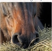 Pferd frisst Heu – Verdauung und Darmgesundheit